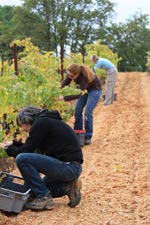 Les vendanges